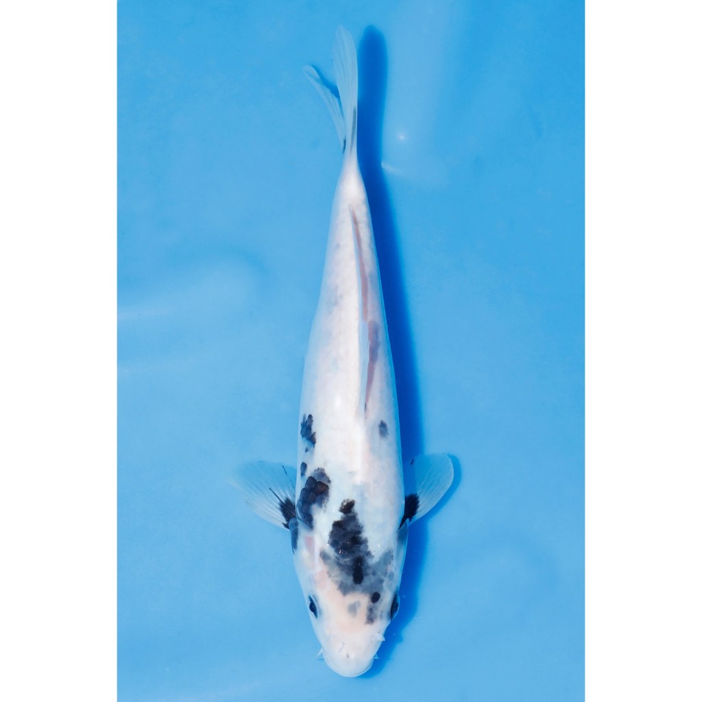 Shiro Utsuri – AucX42 quenikoiblog.co.uk/product/shiro-…