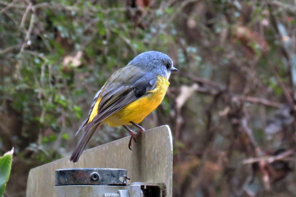 DivineDropbear's tweet photo. Some beautiful Eastern Yellow Robins at Lamington National Park this week...   (Eopsaltria australis)    @fred_od_photo #WildOz #Ozbirds https://t.co/P6njDK5c8B
