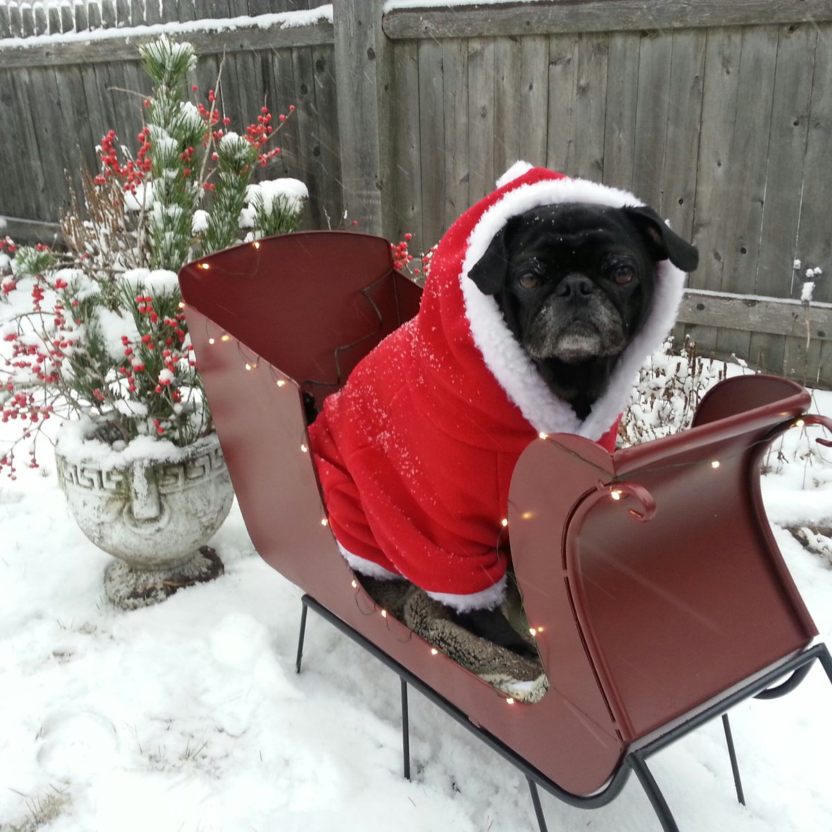 MisterPemberto1's tweet photo. Two more sleeps...Santa Pug is on his way π
ππβ€ #santapug #santapaws #santa #christmaspug #christmas #pug #puglife #pugs #pugsoftwitter #dogsoftwitter https://t.co/Fptqc3FSGB