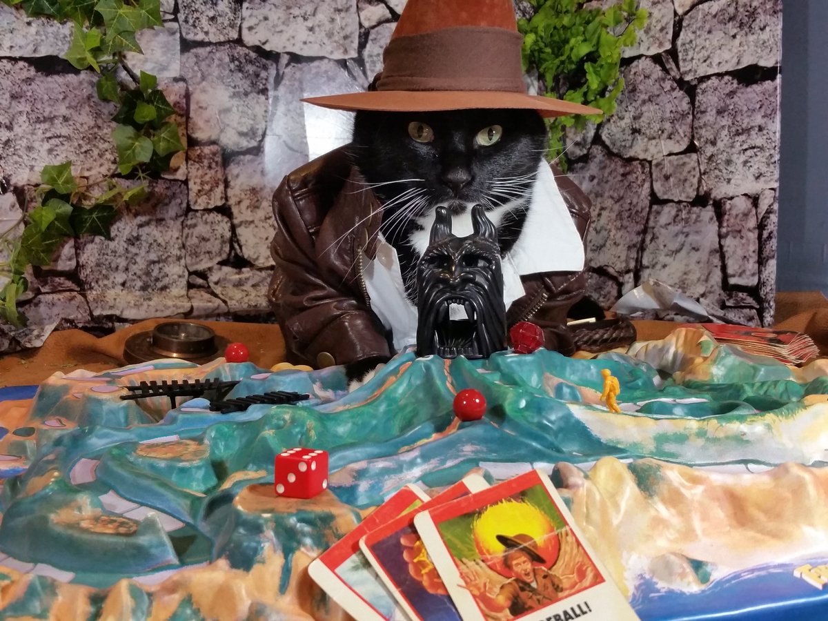 Cat Cosplay tweet media