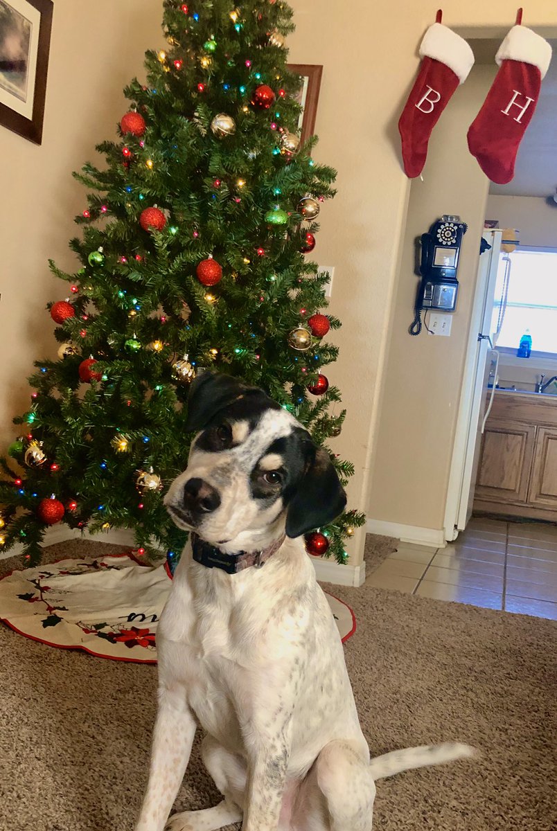 Merry Christmas to everyone from Hank boy 🎄