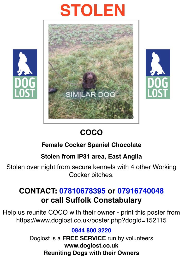 rosieDoc2's tweet photo. COCO ⚫️ #STOLEN ⚫️
With FOUR other #workingdogs #gundogs #cocker chocolate #IP31 #EastAnglia 
🔴DO YOU HAVE ANY INFO REGARDING THIS THEFT🔴 family left heartbroken 20/12/19 FIVE DAYS BEFORE XMAS #GreatLivermere (on edge of #Ampton estate #Suffolk ‼️‼️‼️
https://t.co/IeDuzrTmi2 https://t.co/aQoSgTMUfP