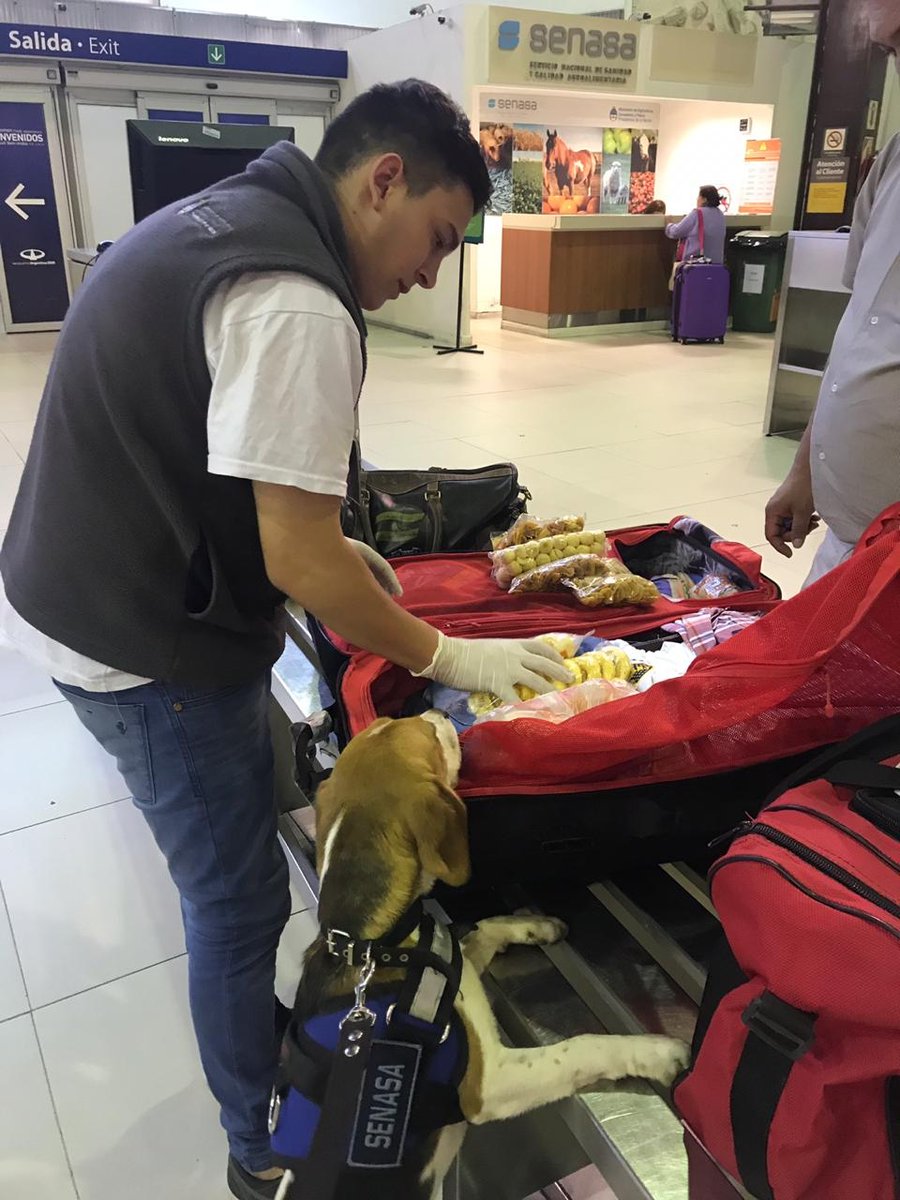 Senasa Argentina tweet media