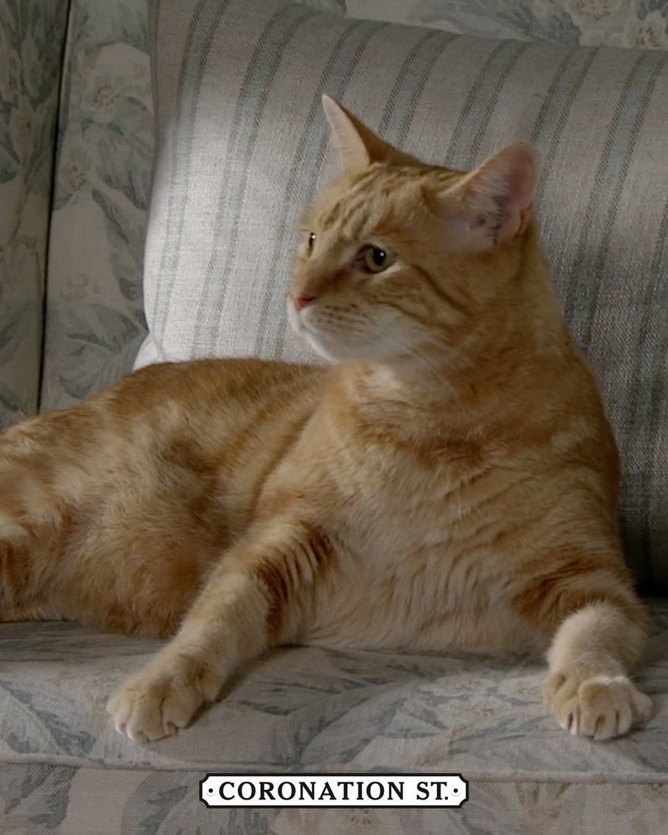 itvcorrie's tweet photo. Say hello to Arthur the cat! 😻

#Arthur #Rita #Gemma #Corrie https://t.co/ZilkeGNTw7