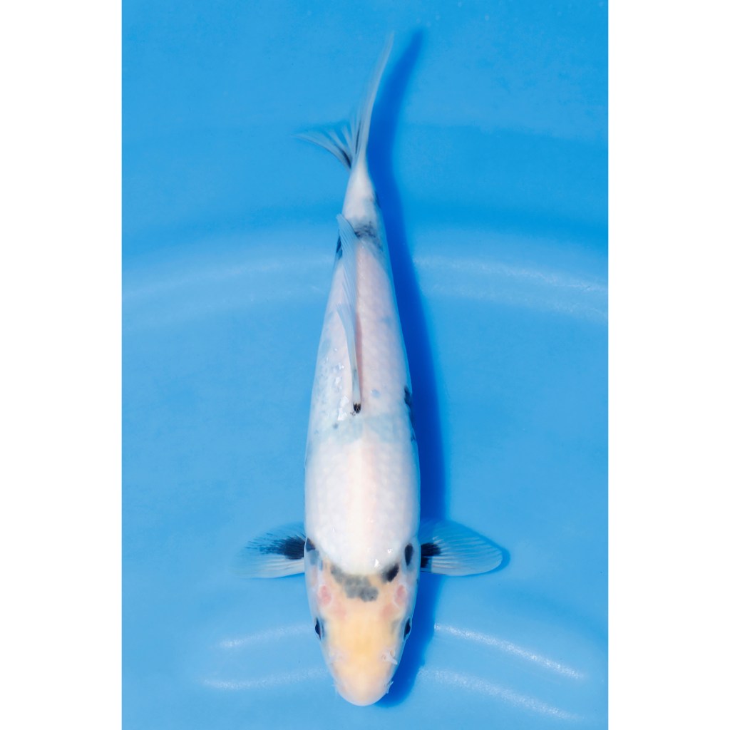 Shiro Utsuri – AucX46 quenikoiblog.co.uk/product/shiro-…