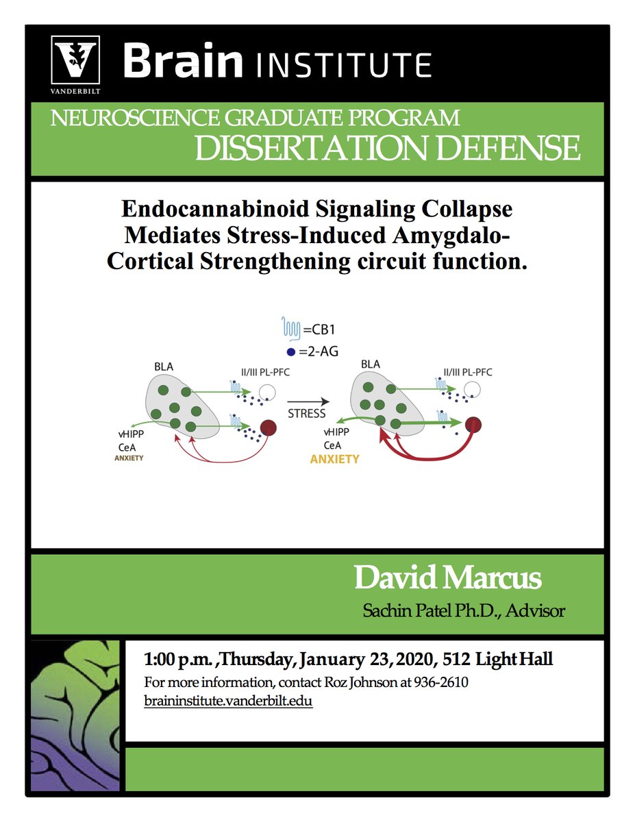Brain Institute flyer for David Marcus's dissertation defense. Title: Endocannabinoid signaling collapse mediates stress-induced amygdalo-cortical strengthening circuit function. The provided diagram shows a region of the brain called the basolateral amygdala (BLA) as a gray blob with green spheres. Signaling from the BLA to the ventral hippocampus results in anxiety, and the addition of stress amplifies the anxiety.