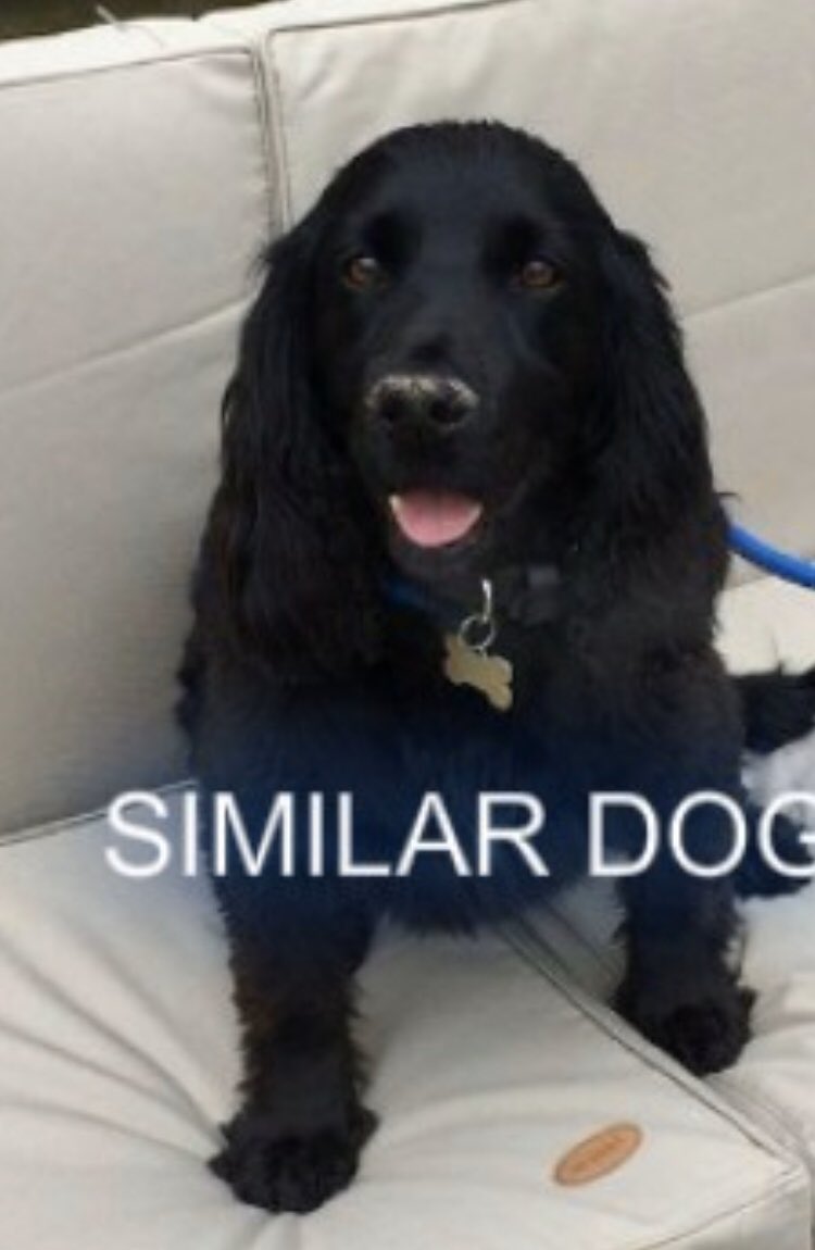 rosieDoc2's tweet photo. SANDY ⚫️ #STOLEN ⚫️
With FOUR other #workingdogs #gundogs #cocker BLK #IP31 #EastAnglia 
🔴DO YOU HAVE ANY INFO REGARDING THIS THEFT🔴 family left heartbroken 20/12/19 FIVE DAYS BEFORE XMAS #GreatLivermere (on edge of #Ampton estate #Suffolk ‼️‼️‼️ https://t.co/gXfW1gKtFM https://t.co/8fLO0i8PFZ