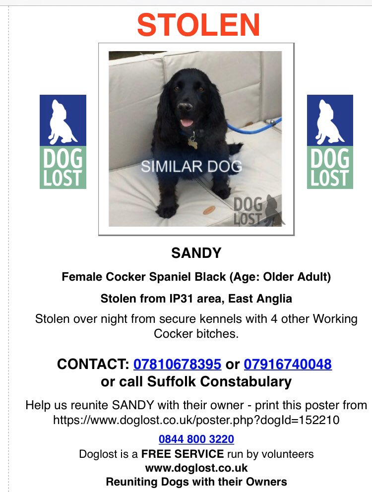 rosieDoc2's tweet photo. SANDY ⚫️ #STOLEN ⚫️
With FOUR other #workingdogs #gundogs #cocker BLK #IP31 #EastAnglia 
🔴DO YOU HAVE ANY INFO REGARDING THIS THEFT🔴 family left heartbroken 20/12/19 FIVE DAYS BEFORE XMAS #GreatLivermere (on edge of #Ampton estate #Suffolk ‼️‼️‼️ https://t.co/gXfW1gKtFM https://t.co/8fLO0i8PFZ