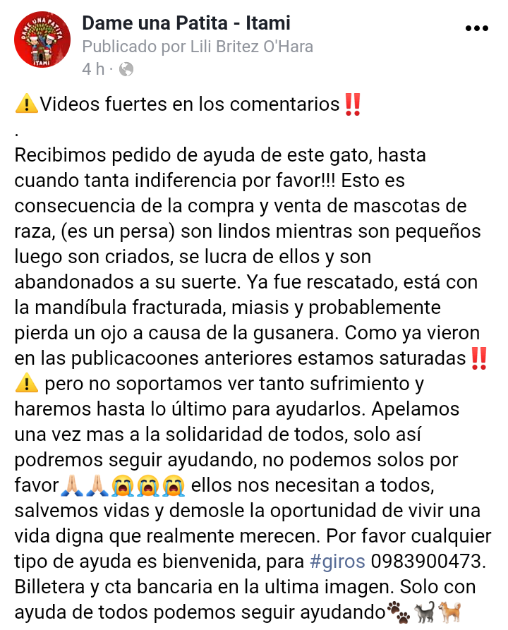 Dame1patitaITAM's tweet photo. Hasta cuando la indiferencia Dios mío. Acudimos al pedido de auxilio de este gato está mañana, ya está siendo tratado en la veterinaria del #DrRafa apelamos a la solidaridad de todos para costear los gastos https://t.co/MRHnYBMQGY