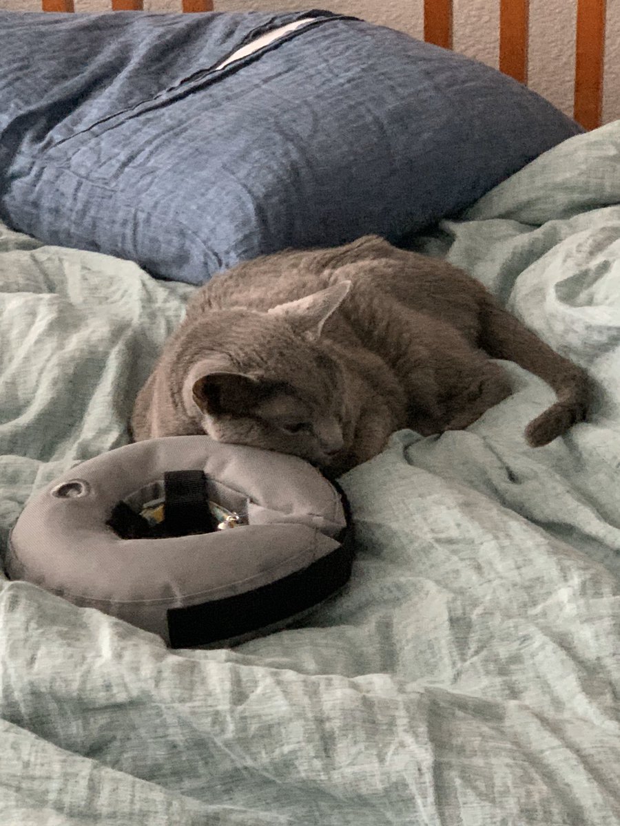 F0RWH4T's tweet photo. After a few weeks of healing, I took off Chelsea’s inflatable collar. I thought maybe it would be more comfortable. Chelsea may feel otherwise, as she is using it as a pillow. #russianblue #18goingon19 #healing #cornealulcer #bliss #inflatablecollar https://t.co/gGq6zeQmVb