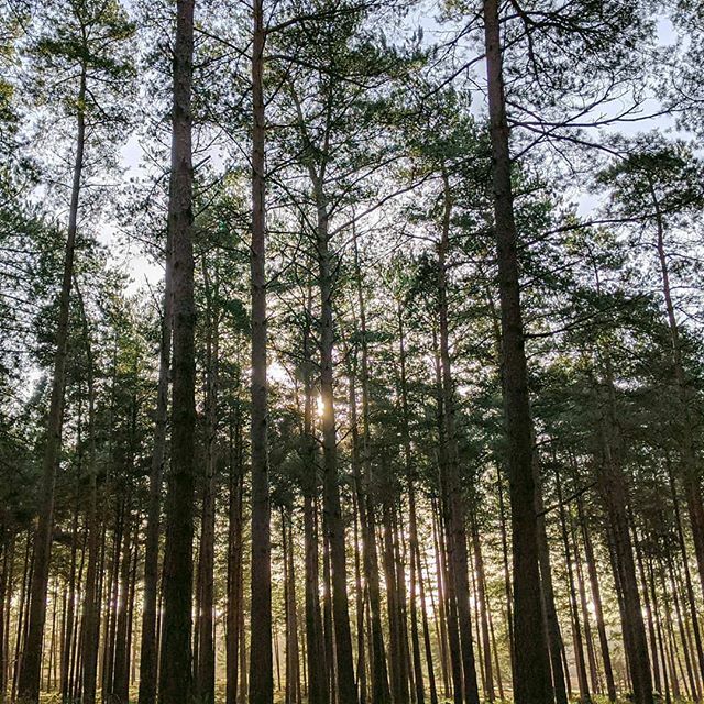 CraigBaldwin's tweet photo. A quick walk in the Marchwood enclosure. Feels like dusk at all times of the day. 
#woodland #forest #newforest #winter #walk https://t.co/6NSC96cdzt https://t.co/6C2mhRc5cy