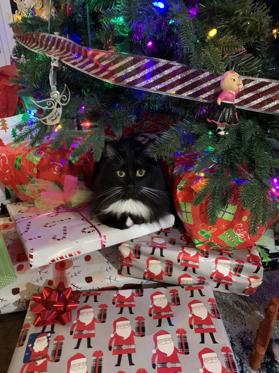 SharpHooch's tweet image. Tuxedo has claimed the Christmas tree as her sovereign domain. All the gifts belong to her.