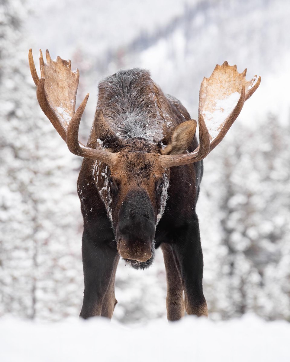 TourismJasper's tweet photo. The King of Jasper National Park. 

Photo by: harrycollinsphotography on IG
#MyJasper | #VentureBeyond https://t.co/CE7mUy9dTE