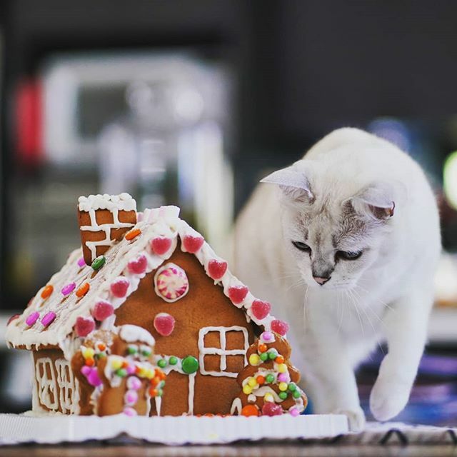 thecatberg's tweet photo. One day to go, my last chance to destroy #Christmas !! #burmilla #burmillacat #cat #whitecat #catstagram #catsofmelbourne #catsofinstagram #xmas #gingerbreadhouse https://t.co/lNLlUDPti2 https://t.co/egypj43e3r