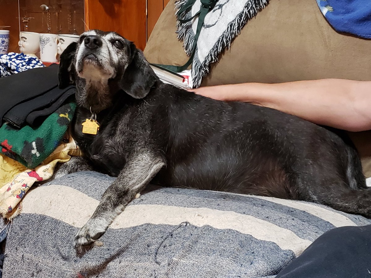 JazzShaw's tweet photo. If you have a moment, say a prayer for #JakeYapper. His back legs are giving out and his respiration is labored. Talking to the vets. https://t.co/dnZ8Yq7HzF