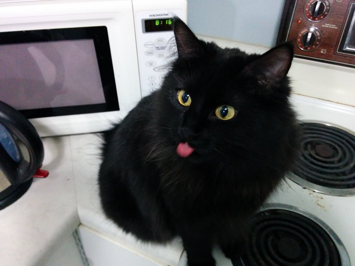 ZincAwesome's tweet photo. ~On the eleventh day of #blepmas, this black cat gave to you!~
11 doggos derping
10 steaks gone missing
9 cups knocked over
8 awful dad joke
7 hours of yowling
6 manly whimpers
5~ ~terrible~ ~puuuns!~
4 bappy paws
3 migraines
2 face palms
And a partridge in a pear stew!~ https://t.co/Qp3a7kdZlD
