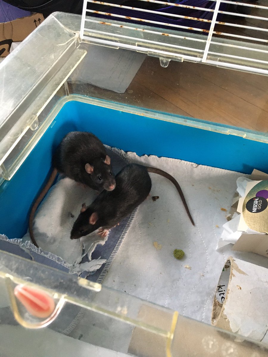 jo_mosexual's tweet photo. May have accidentally got myself two goth rat brothers for Christmas https://t.co/WPZhn5p32K