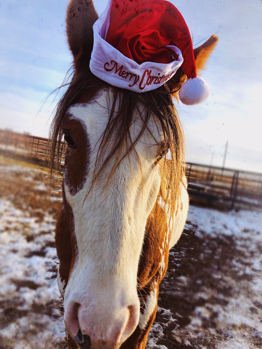 LWieferich's tweet photo. 🎄 https://t.co/RLyNhRE7NE