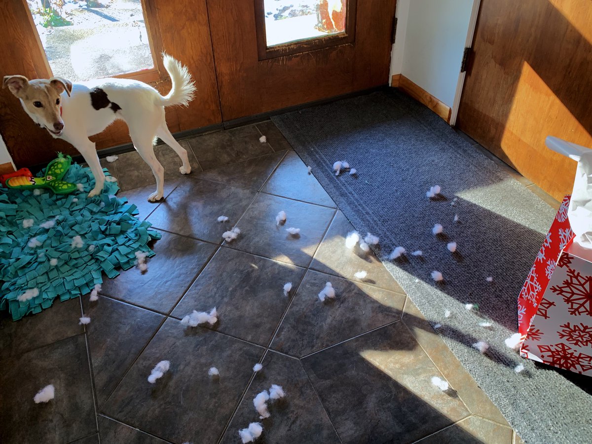 milothedog's tweet photo. This Christmas, they gave me a stuffed toy, the gift that keeps on giving! https://t.co/wXAXUQGe7c