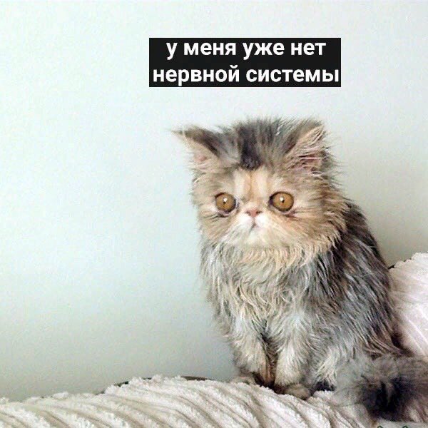 peterbyrzhenka's tweet photo. мама такая спрашивает че я спокойная а я просто уже https://t.co/LgzsNa8clj
