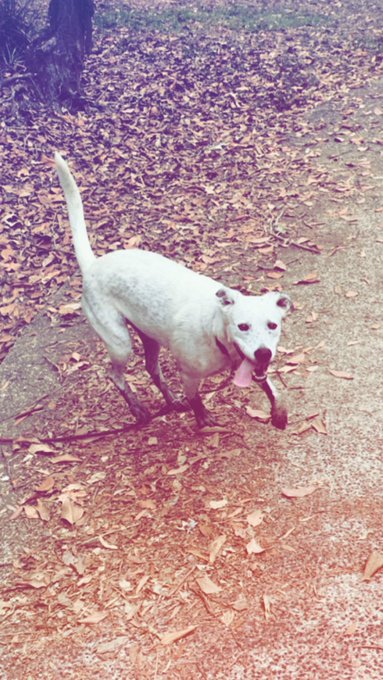 Morning strolls 🍁 https://t.co/ryFkkcGpcD<a href="/tag/500subs"class="tags"><span>#500subs</span></a>