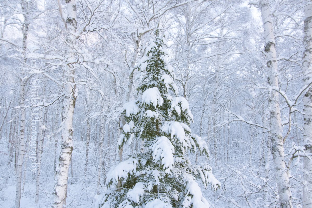 Ras Takuma Bptb Snow Conifer Tree Birch White Forest 雪 針葉樹 ツリー 白樺 森
