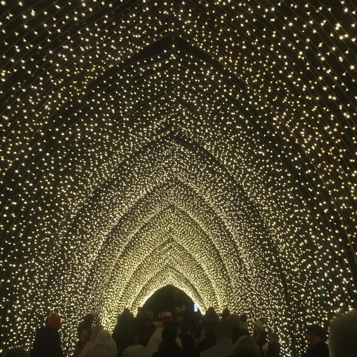 schwarzland_lab's tweet photo. Not-so-botanical Christmas trip to @kewgardens today made me wonder what effect laser shows have on plant light signalling. Magic. https://t.co/TIkhu2evUR