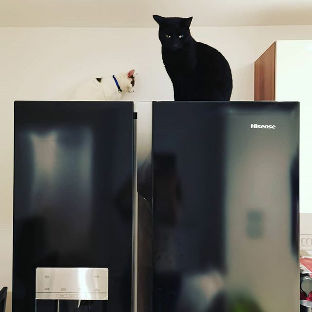 WolfAthos's tweet photo. Hisense... and hisenses! 😉 https://t.co/ILrzwRy2yL https://t.co/NILz6afpRw