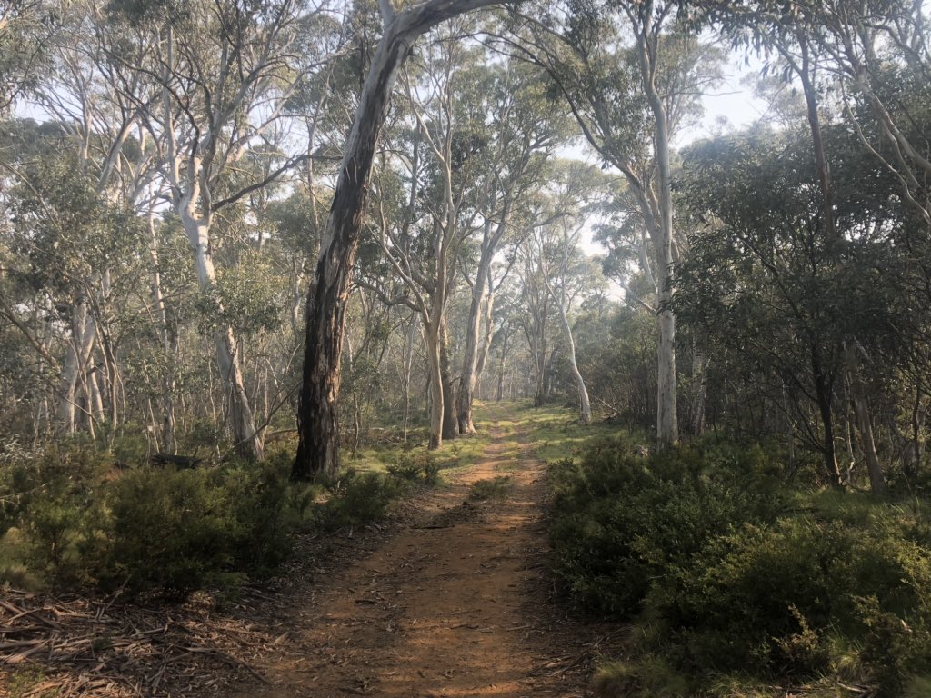 Some really beautiful undulating walking since I last had reception two days ago, punctuated of course by frequent brumby sightings  #AAWT