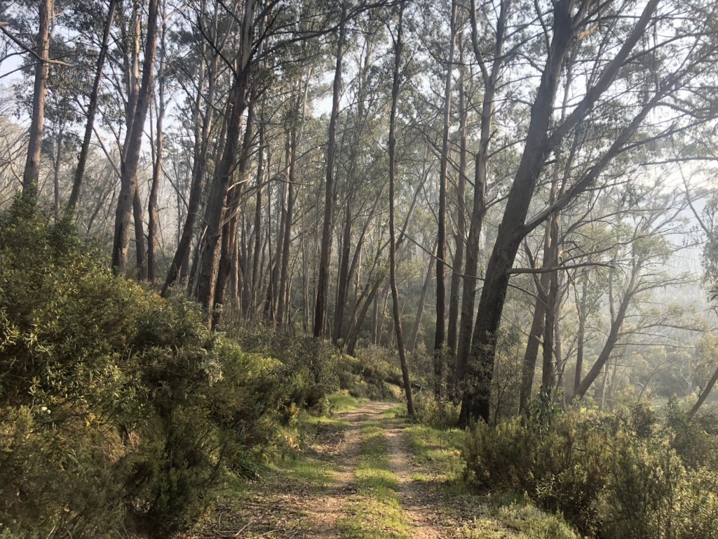 Some really beautiful undulating walking since I last had reception two days ago, punctuated of course by frequent brumby sightings  #AAWT