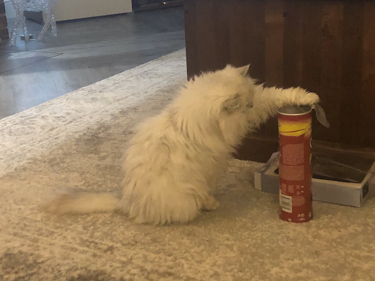 MrIanMorgan's tweet photo. @Pringles_UK  Our cat Mabel loving a Pringle or two ❤️ https://t.co/6RvGxCPO1X