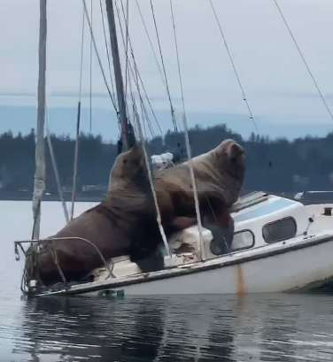 UFVGeography's tweet photo. Two sea lions hijack a sail boat and recreate the Jack-and-Rose scene from the Titanic.

Check out the video. @CanGeographers @WDGeog 

https://t.co/ZejP3r0TOD https://t.co/wP8cJrGWHP