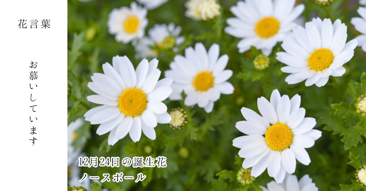 توییتر 花キューピット I879 Com 公式 山下智久さんが届けます 母の日特別お届けキャンペーン در توییتر 12月24日の誕生花 スノーポール お誕生日おめでとうございます 花言葉 は お慕いしています 寒さに強いガーデニングの花 あなたはこんな人