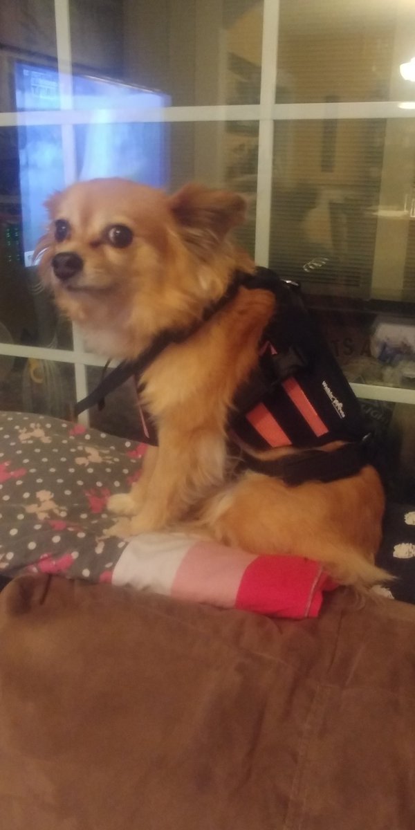 grandmasterdiva's tweet photo. Roxy's back brace from @WalkinPets arrived today!She is not too impressed at the moment but she'll get used to it! Just have to figure out the sizing!   #IVDD #backissue #chipom #seniordog #backbrace https://t.co/EYhJTOqh8H