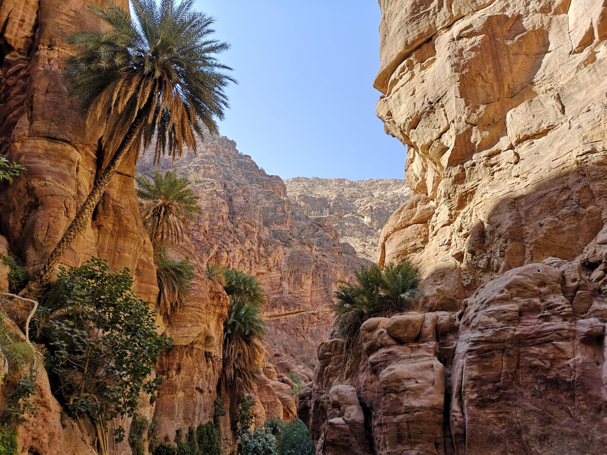gorgeous_pix's tweet photo. "Palm trees growing on steep cliffs, Wadi Ghuweir, Jordan. From u/Quasar8000 on Reddit #palmtreesgrowing #wadighuweir #steepcliffs #jordan" https://t.co/nPCATRbIZX