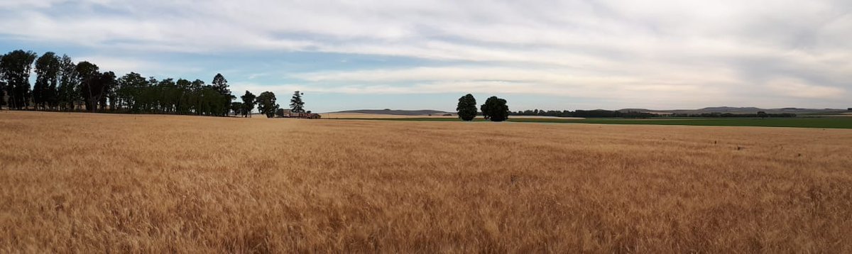 Syngenta_ar's tweet photo. 📲 Seguimos testeando #FarmShots, la herramienta que le permitirá a los productores estar encima de sus lotes. En plena recorrida del lote de Trigo Candeal en 📍 Tandil, para traer las últimas novedades de la fase de experimentación de la plataforma. https://t.co/h0fFBi75DI