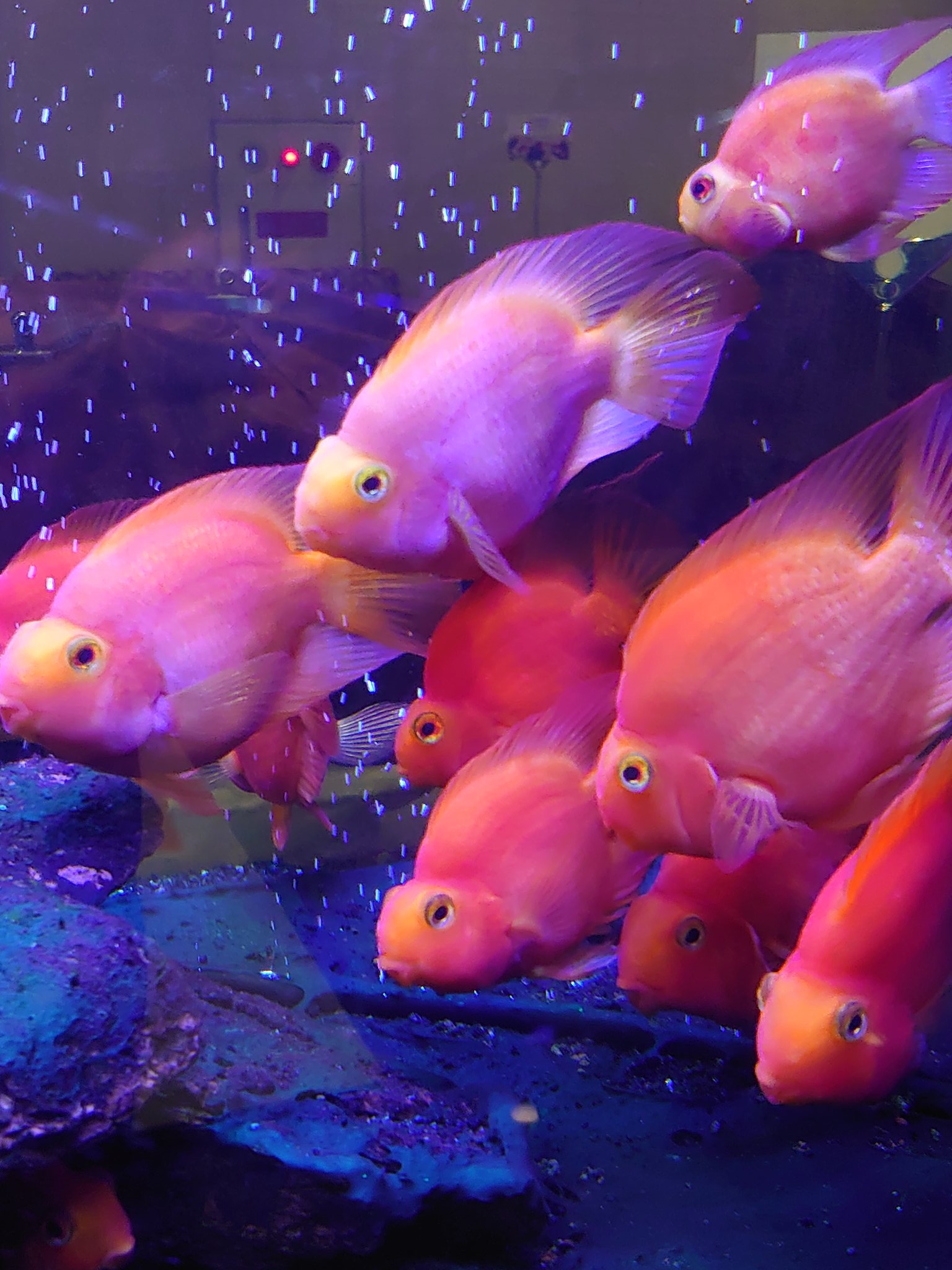 みけねこ 熱帯魚 パロットファイヤー 宿泊したホテルで飼育されていた 熱帯魚のパロット ファイヤー 金魚が大きくなったみたいな魚ですね T Co Inou7xxcca Twitter