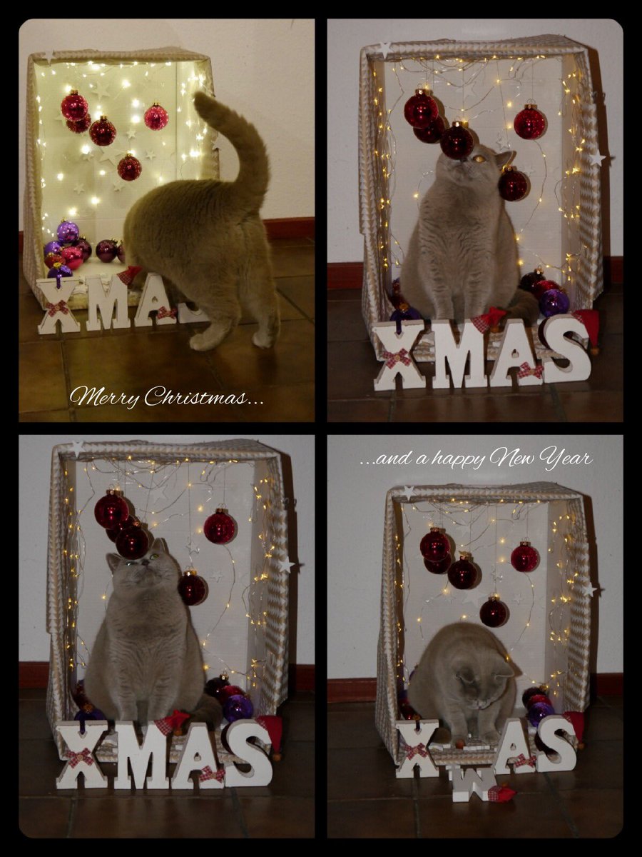 TyneFlower's tweet photo. #MerryChristmas #weihnachten #cat #katze #flickobilly #FroheWeihnachten https://t.co/7YsR77HRDU