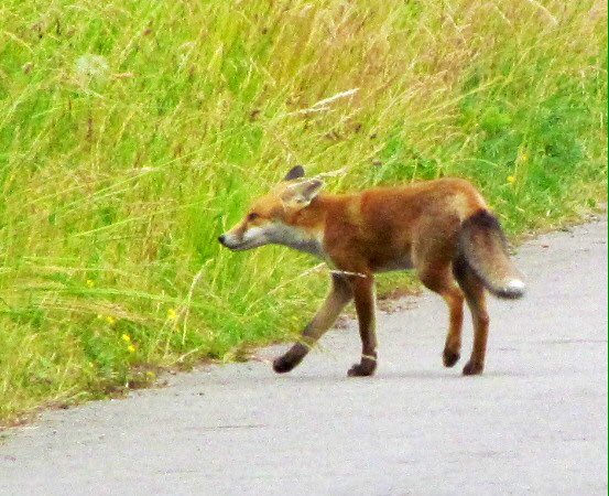 mushy1977's tweet image. Merry Xmas ya'll!
From one fox to another 😍
Be nice be good-be who you really should 🤷🏻‍♀️cheers!😘🍻
Ching Ching 🥂#almosteaster
#