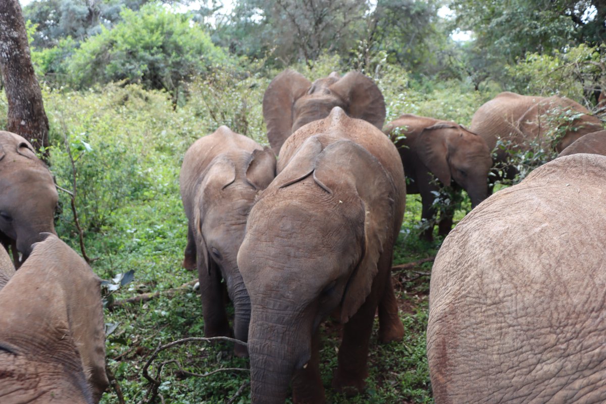 1. Can't talk about why I was gone yet (work-related!)But on the way home, I made a stop in Kenya to see my (our) angelsHadn't visited Kenya since 2016...so nice to be backFollow along this thread with updated videos/photos and please consider supporting  @SheldrickTrust!