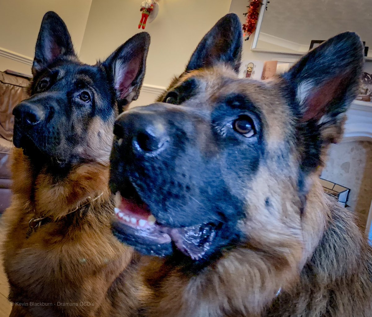 dramanagsds's tweet photo. @WYPDogs @FiresideK9 @WestYorksPolice We follow them & #BAGSD #Huddersfield appreciate & donated to their great work https://t.co/ybjVy9W0Iz