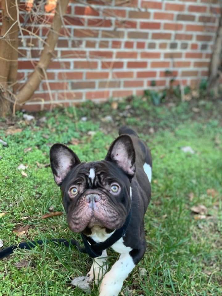 Bullies2therscu's tweet photo. Please Welcome Boscoe to Bullies 2 the Rescue❤
He's going to need the works, Full vet workup, some good food, and lots of Love❤
Donations are always so very appreciated
#bullies2therescue #welcome #rescue #boscoe #frenchbulldog #b2tr #bullienation https://t.co/GTJ7MDmHWr
