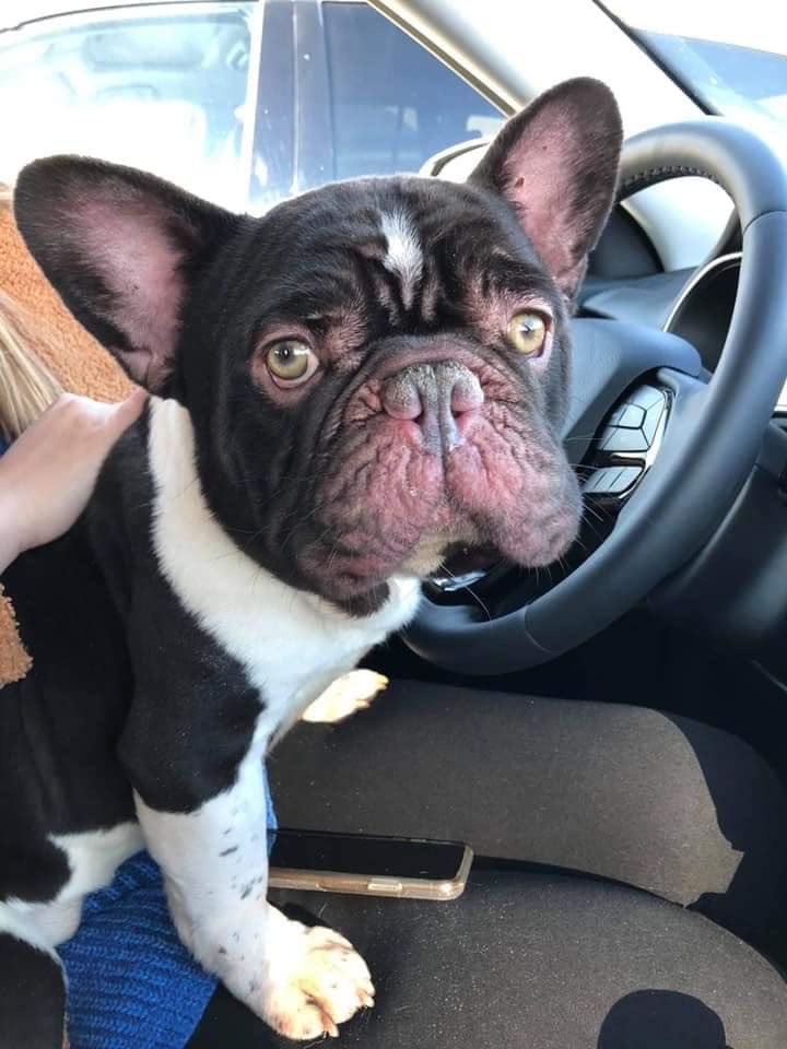 Bullies2therscu's tweet photo. Please Welcome Boscoe to Bullies 2 the Rescue❤
He's going to need the works, Full vet workup, some good food, and lots of Love❤
Donations are always so very appreciated
#bullies2therescue #welcome #rescue #boscoe #frenchbulldog #b2tr #bullienation https://t.co/GTJ7MDmHWr