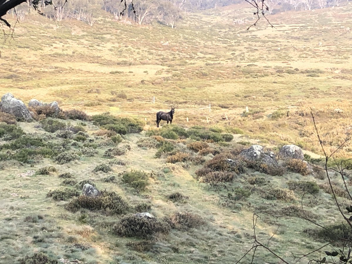 Ok one more. I fell in love with Cascade Creek, home of the famous Cascades Brumbies from the Elyne Mitchell book (and  @russellcrowe movie) The Silver Brumby. Movie wasn’t actually filmed here but still. Incredible valley. One days walk from Thredbo if you’re keen  #AAWT