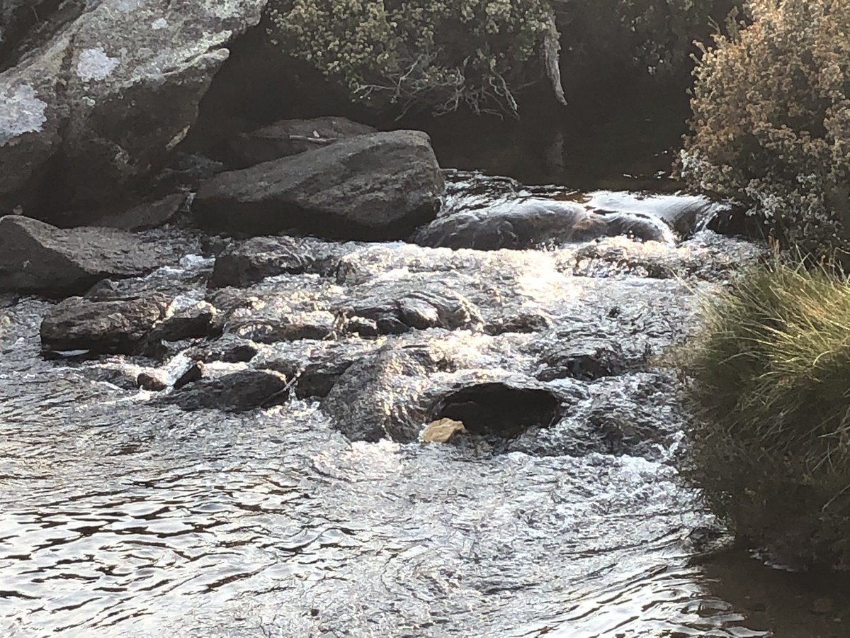 Ok one more. I fell in love with Cascade Creek, home of the famous Cascades Brumbies from the Elyne Mitchell book (and  @russellcrowe movie) The Silver Brumby. Movie wasn’t actually filmed here but still. Incredible valley. One days walk from Thredbo if you’re keen  #AAWT