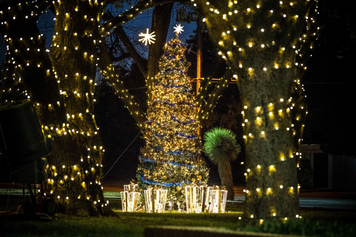 Decorated Christmas tree surrounded by oak trees, also decorated with lights