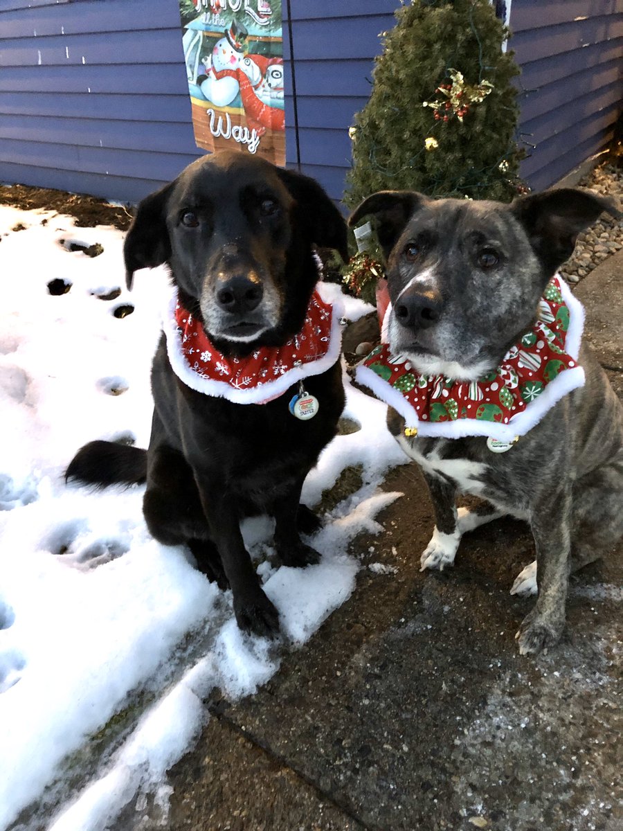 Happy Pawlidays! Merry Woofmas friends!! 🐾🎅🎄🐾❤️💚❤️#daisyandrosie #MuttMonday #Mutts #HappyPawlidays #MerryWoofmas #RescueDogs #dogsoftwitter #MondayMotivation #ChristmasEveEve @dogcelebration #AdoptDontShop 💚🐶🐶❤️