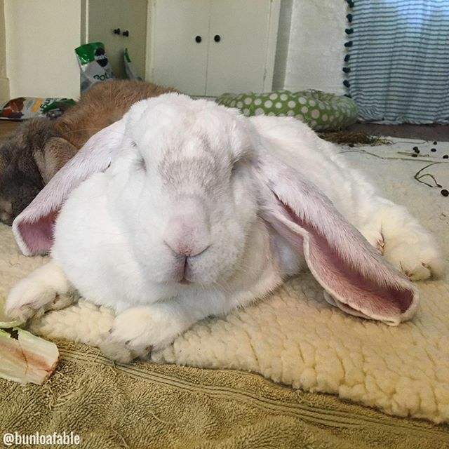 Bunloafable tweet media