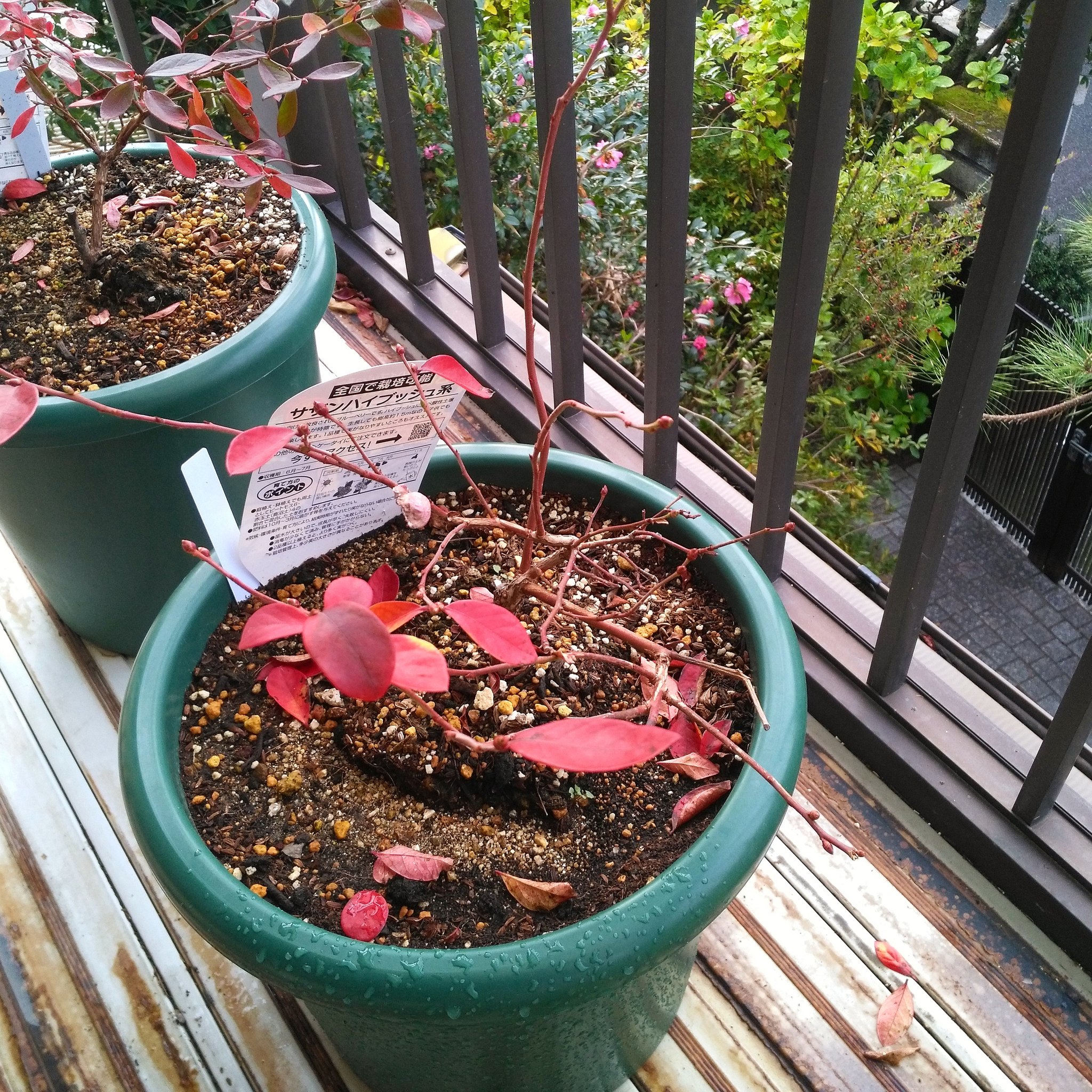 ぷら ブルーベリー オニール そろそろ全て葉が落ちそうです ブルーベリー 鉢植え 鉢植え果樹 家庭菜園 プランター菜園 T Co Gqvkbrawut Twitter ぷら ブルーベリー オニール そろそろ全て葉が落ちそうです ブルーベリー 鉢植え 鉢植え果樹 家庭菜園 プランター菜園 T Co Gqvkbrawut Twitter