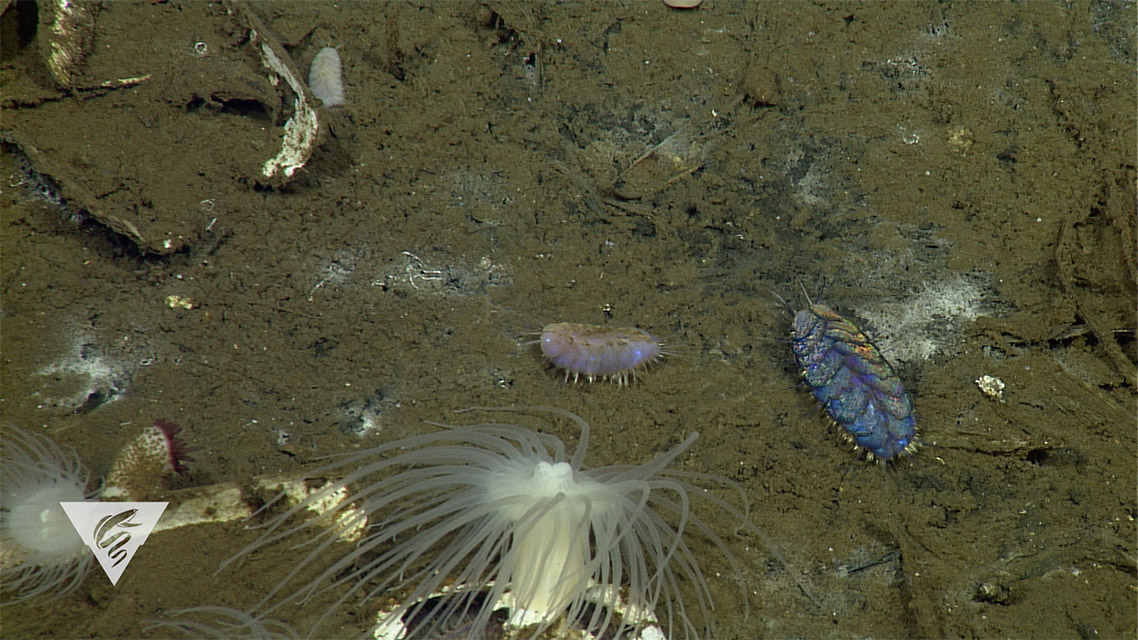 A direct consequence of CO2 buildup in the ocean is the acidification of seawater. Calcite, a mineral secreted by many organisms living in the ocean, covers a large part of the seafloor and acts as a natural antacid, neutralizing this excess CO2. ow.ly/lun150xEKbf